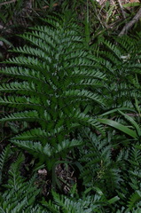 Asplenium appendiculatum maritimum