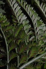 Asplenium appendiculatum maritimum