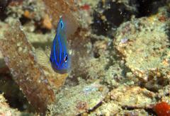 Pomacentrus cheraphilus