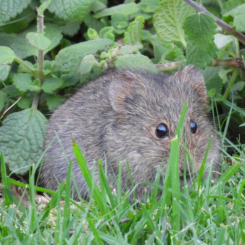 Southern African Vlei Rat