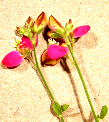 Polygala pubiflora