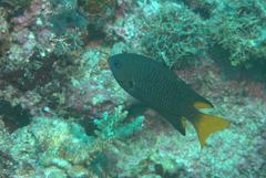 Pomacentrus philippinus