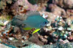 Amblyglyphidodon orbicularis