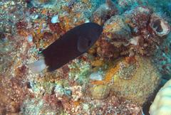 Pomacentrus chrysurus