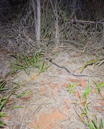 Eastern Small-eyed Snake sighting