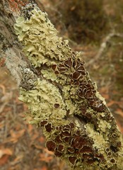 Flavoparmelia rutidota