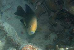 Hemiglyphidodon plagiometopon