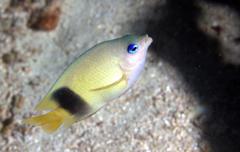 Plectroglyphidodon johnstonianus