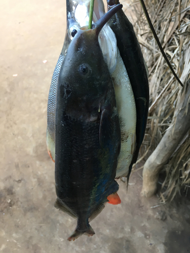 Elephantnose Fish