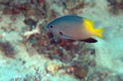 Pomacentrus nigromanus