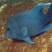 Giant Damselfish - Photo (c) craigjhowe, some rights reserved (CC BY-NC-ND)