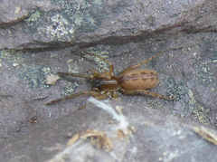 Segestria senoculata
