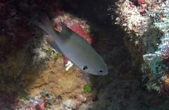 Pomacentrus alexanderae