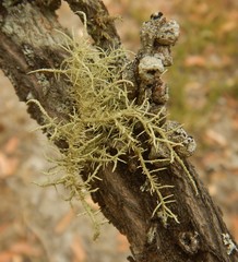 Usnea inermis