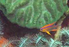 Neoglyphidodon crossi