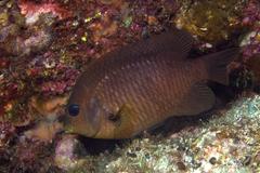 Stegastes rectifraenum