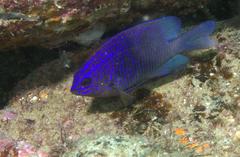 Stegastes rectifraenum