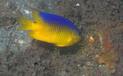 Stegastes xanthurus