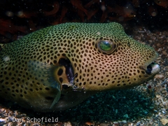 Arothron stellatus
