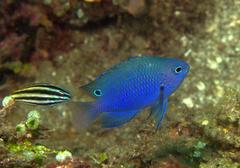 Pomacentrus burroughi