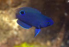 Pomacentrus burroughi