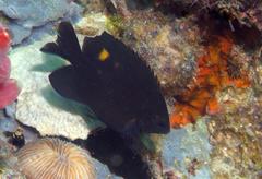 Pomacentrus burroughi