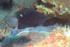 Pomacentrus burroughi