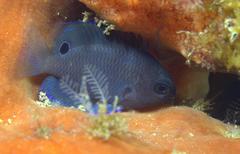 Pomacentrus burroughi