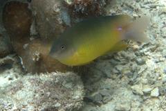 Pomacentrus grammorhynchus