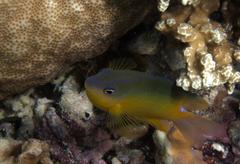 Pomacentrus grammorhynchus