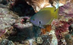 Pomacentrus nigromarginatus