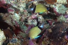 Pycnochromis retrofasciatus