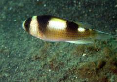 Amblypomacentrus breviceps