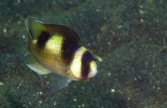 Amblypomacentrus breviceps