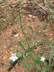 Endostemon tenuiflorus