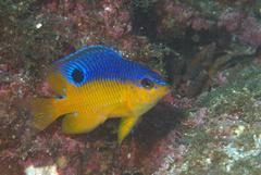 Stegastes flavilatus