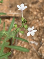 Endostemon tenuiflorus