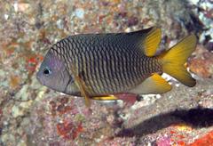 Stegastes flavilatus