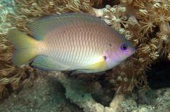 Pomacentrus amboinensis