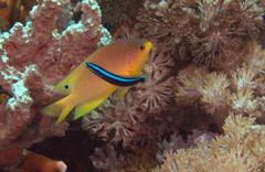 Pomacentrus amboinensis