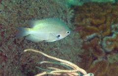 Pomacentrus alexanderae