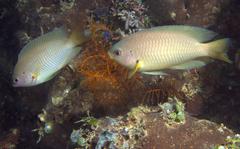 Pomacentrus amboinensis