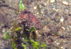 Sepia papuensis