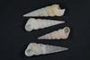 Turritellinella - Photo no rights reserved, uploaded by Stephen James McWilliam
