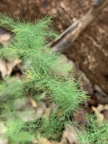 Asparagus nodulosus
