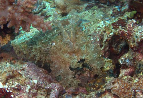 Broadclub Cuttlefish — seen at this dive site