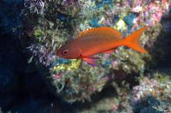 Cephalopholis colonus