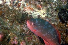 Cephalopholis colonus