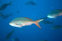 Cephalopholis colonus