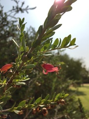 Eremophila maculata